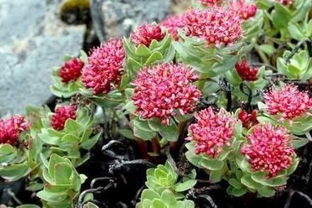 Rhodiola ροζ για να προετοιμάσει την αύξηση της ισχύος του βάμματος