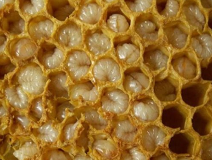 Τα προϊόντα της μελισσοκομίας